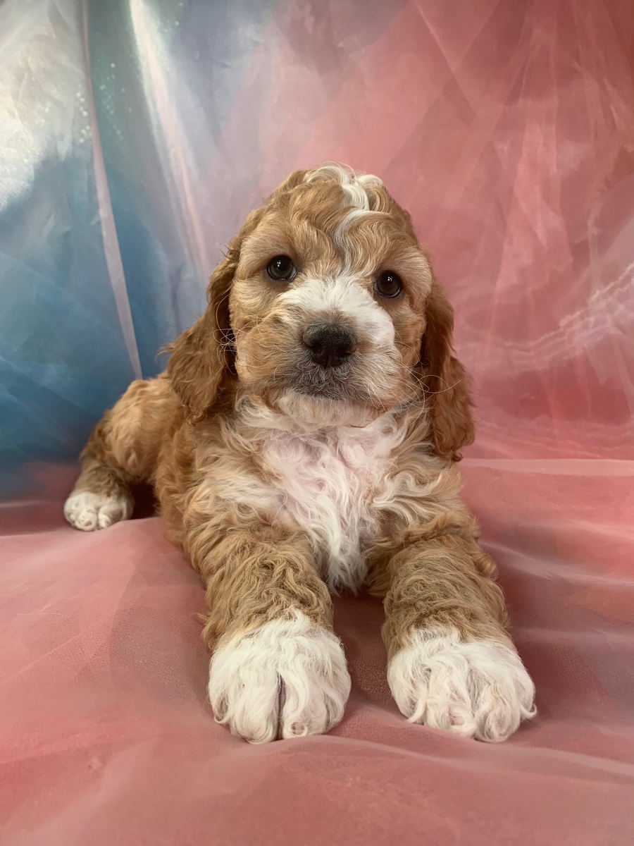 Male Cockapoo Puppy for Sale DOB 1-23-2022, $1200
